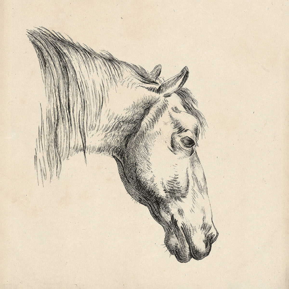 HEAD OF A HORSE